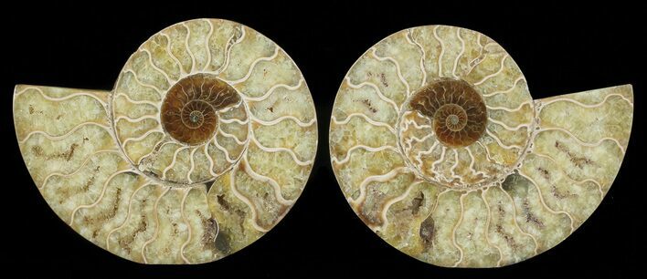Cut & Polished Ammonite Fossil - Agatized #69031
